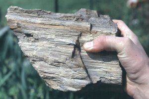 Versteinertes Holz Versteinertes Holz